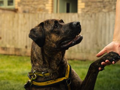 Una | Mastiff Cross | Bridgend (Wales) - 2