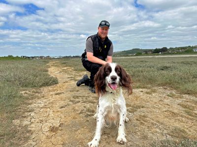 Marley | Spaniel (English Springer) | Shoreham (Sussex) - 4