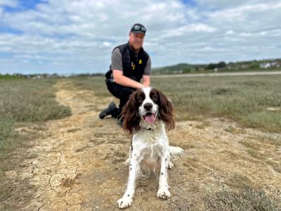 Marley | Spaniel (English Springer) | Shoreham (Sussex) - 2