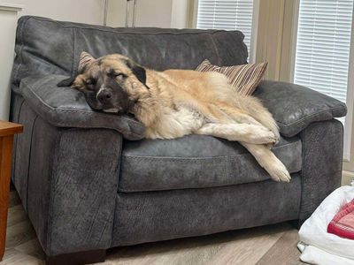Alaska | Anatolian Shepherd Dog | Evesham (Worcestershire) - 3