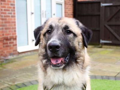 Alaska | Anatolian Shepherd Dog | Evesham (Worcestershire) - 3