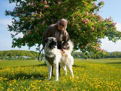 Alaska | Anatolian Shepherd Dog | Evesham (Worcestershire) - 5