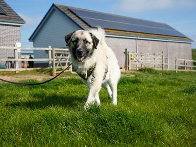 Alaska | Anatolian Shepherd Dog | Evesham (Worcestershire) - 5