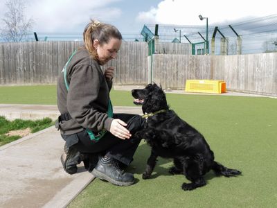 Imelda | Spaniel (Cocker) | Evesham (Worcestershire) - 3