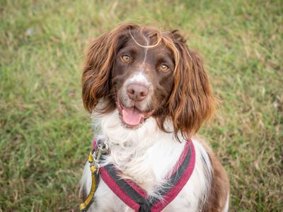 Chip | Spaniel (English Springer) Cross | Loughborough - 5
