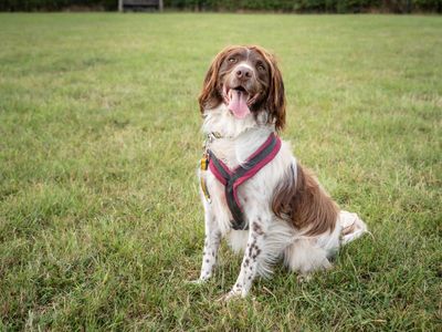 Chip | Spaniel (English Springer) Cross | Loughborough - 3