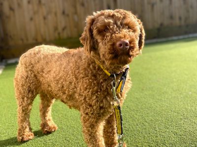 Highland | Spaniel (Cocker) Cross | Ballymena (Northern Ireland) - 3