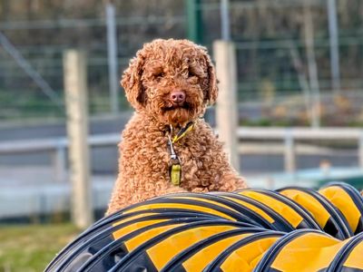 Highland | Spaniel (Cocker) Cross | Ballymena (Northern Ireland) - 1
