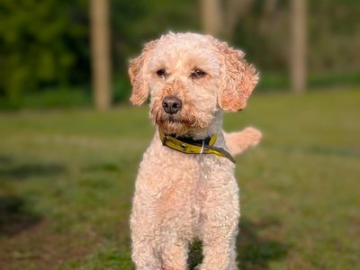 Galloway | Spaniel (Cocker) Cross | Ballymena (Northern Ireland) - 2