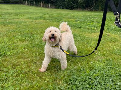 Galloway | Spaniel (Cocker) Cross | Ballymena (Northern Ireland) - 3