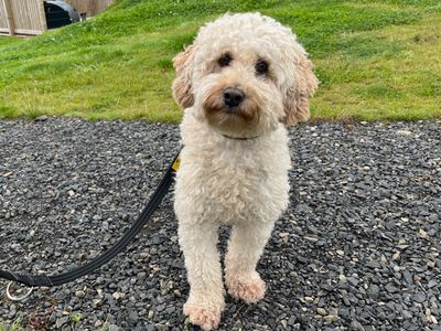 Galloway — Spaniel (Cocker) Cross