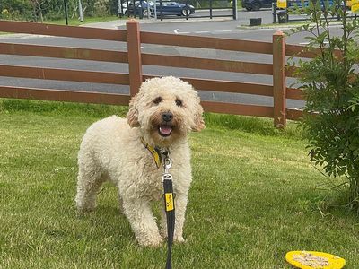 Galloway | Spaniel (Cocker) Cross | Ballymena (Northern Ireland) - 5