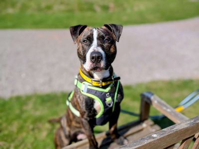 Jonny | Terrier (Staffordshire Bull) | Cardiff - 3