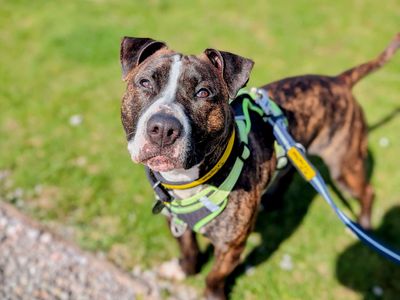 Jonny | Terrier (Staffordshire Bull) | Cardiff - 5