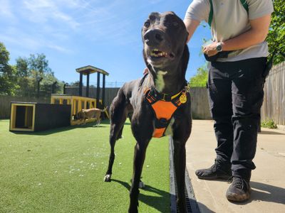 Sid | Greyhound | Canterbury - 5