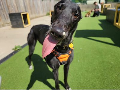Sid | Greyhound | Canterbury - 3