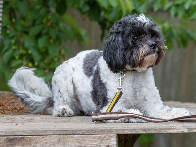 Lyla | Poodle Cross | Loughborough - 5