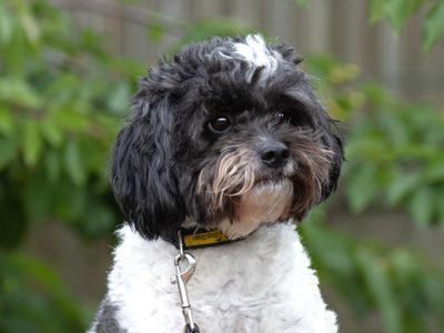 Lyla | Poodle Cross | Loughborough - 3