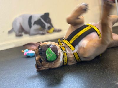 Harper | Crossbreed | Shoreham (Sussex) - 3