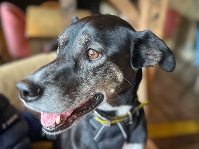 Nessa | Pointer Cross | Basildon (Essex) - 3