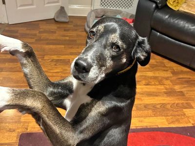 Nessa | Pointer Cross | Basildon (Essex) - 5