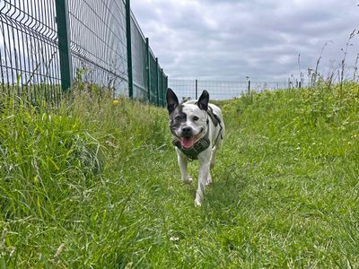 Luna | Terrier (Staffordshire Bull) | Shoreham (Sussex) - 3