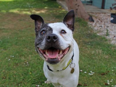 Luna | Terrier (Staffordshire Bull) | Shoreham (Sussex) - 2