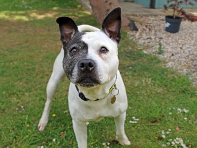 Luna | Terrier (Staffordshire Bull) | Shoreham (Sussex) - 5