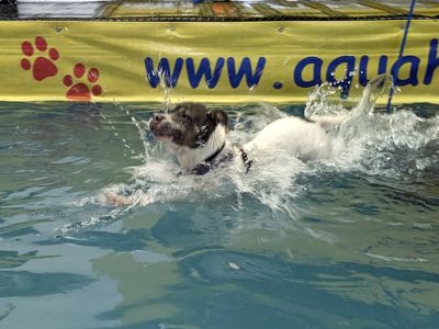 Skye | Terrier (Staffordshire Bull) | Shoreham (Sussex) - 3