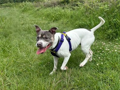 Skye | Terrier (Staffordshire Bull) | Shoreham (Sussex) - 5