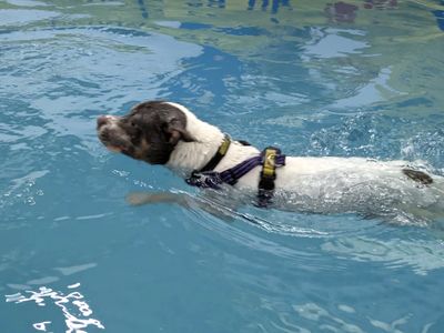 Skye | Terrier (Staffordshire Bull) | Shoreham (Sussex) - 5
