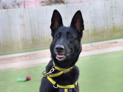 Shadow | German Shepherd Dog | Darlington - 4