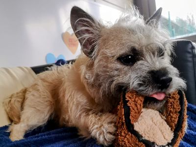 Ernie | French Bulldog Cross | Shoreham (Sussex) - 5