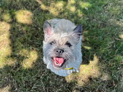 Ernie | French Bulldog Cross | Shoreham (Sussex) - 5