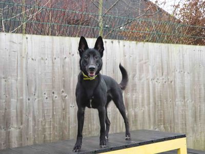 Coco | German Shepherd Dog Cross | Darlington - 3
