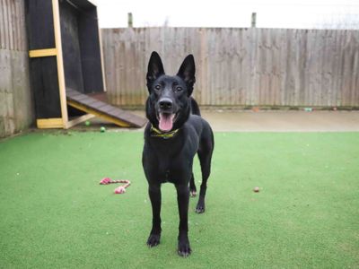Coco | German Shepherd Dog Cross | Darlington - 5