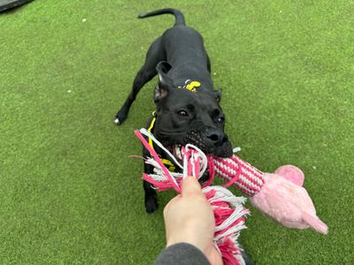 Kiwi | Crossbreed | West Calder (Edinburgh) - 2