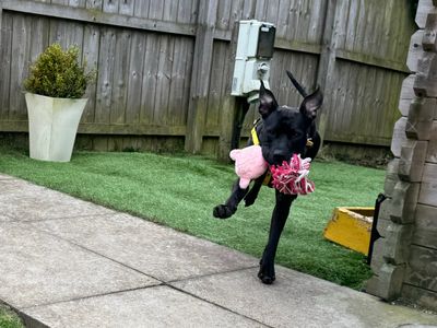 Kiwi | Boxer Cross | West Calder (Edinburgh) - 4