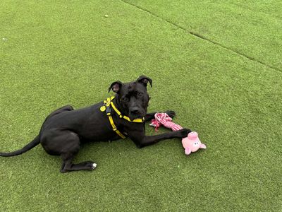 Kiwi | Boxer Cross | West Calder (Edinburgh) - 2
