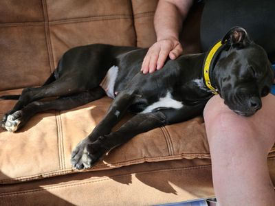 Kiwi | Crossbreed | West Calder (Edinburgh) - 4