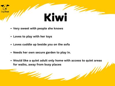 Kiwi | Crossbreed | West Calder (Edinburgh) - 4