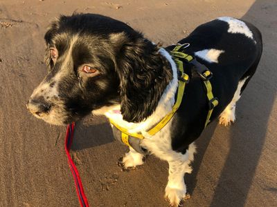 Lola | Spaniel (English Springer) | Leeds - 3