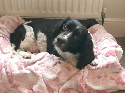 Lola | Spaniel (English Springer) | Leeds - 5