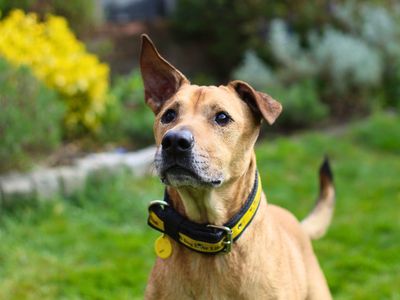 Mimi | Retriever (Labrador) Cross | Manchester - 2