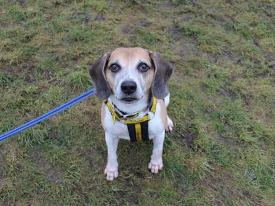 Bruno | Beagle | Evesham (Worcestershire) - 5