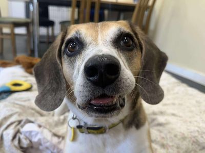 Bruno | Beagle | Evesham (Worcestershire) - 5