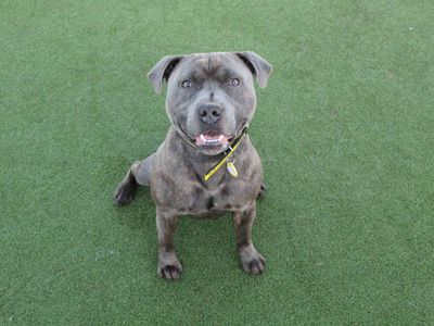 Apollo | Terrier (Staffordshire Bull) | Glasgow - 5