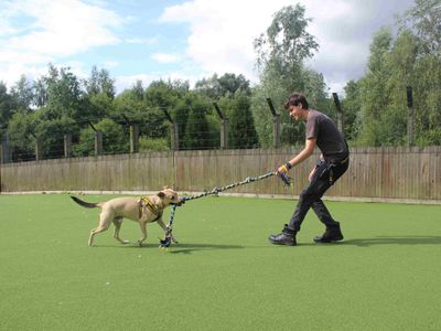 Finn | Siberian Husky Cross | Glasgow - 3