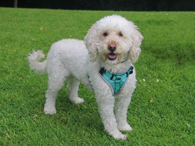 Ted | Poodle Cross | Merseyside (Liverpool) - 2