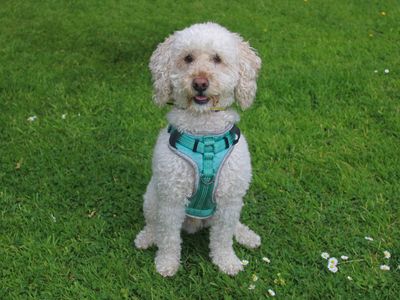 Ted | Poodle Cross | Merseyside (Liverpool) - 3